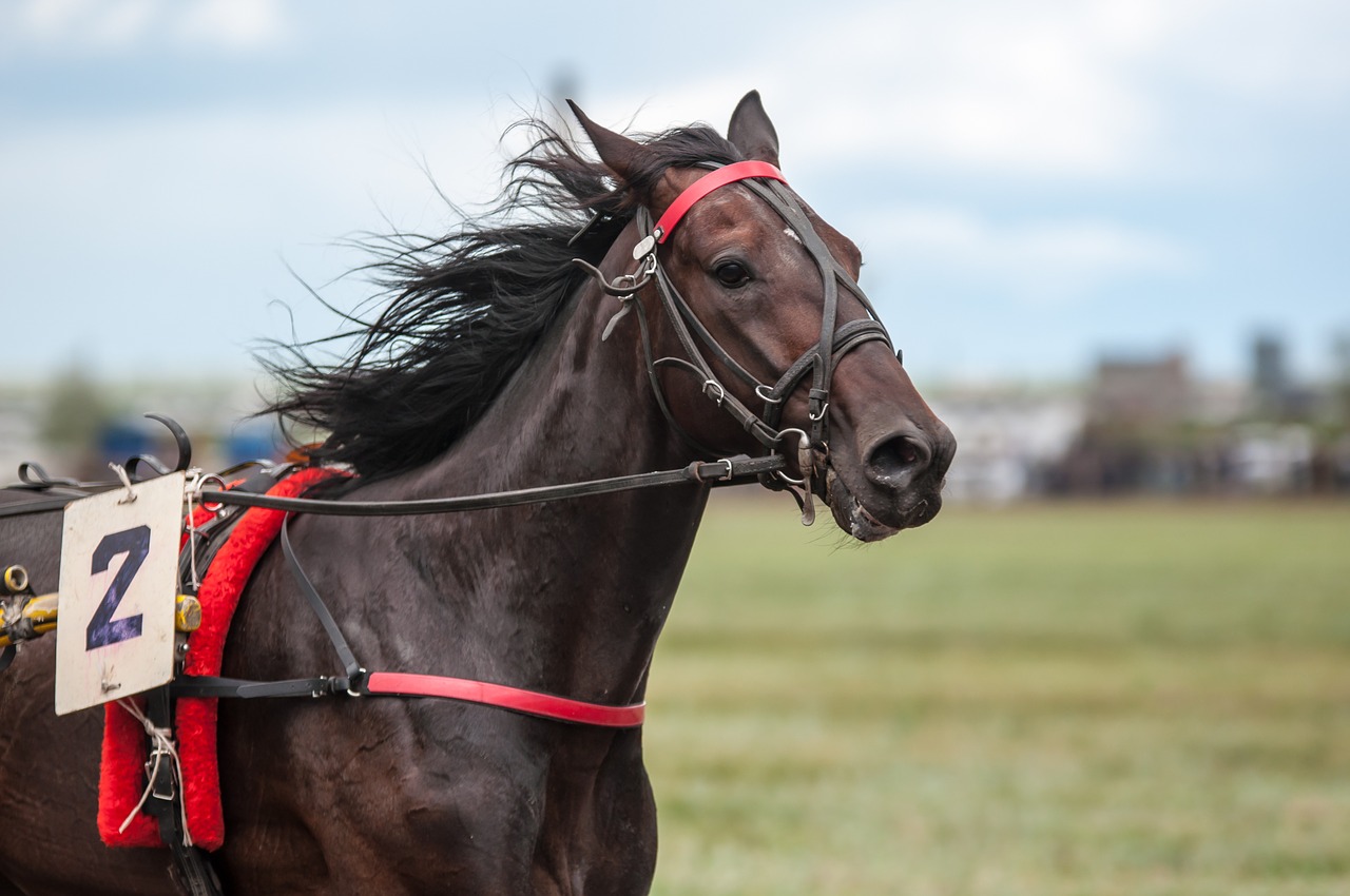 horse