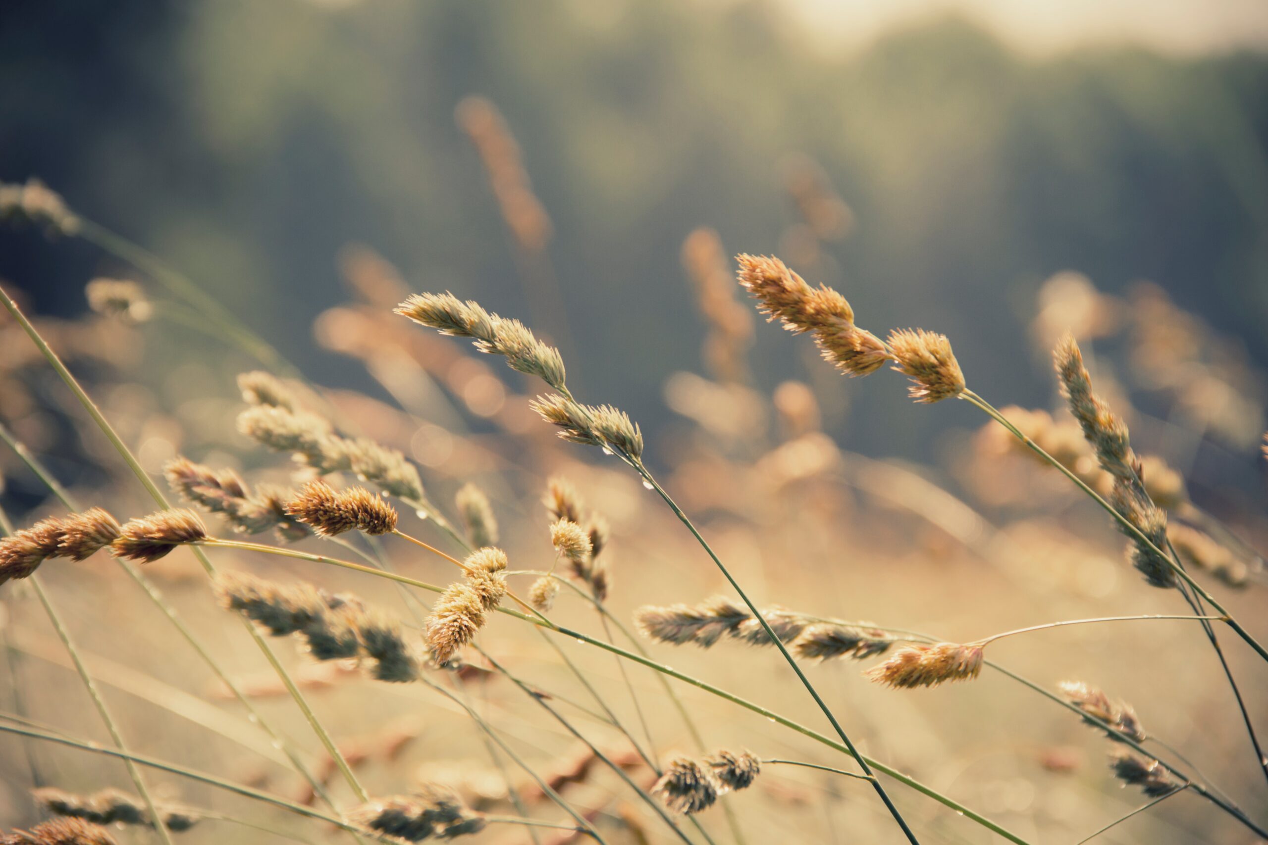 wheat