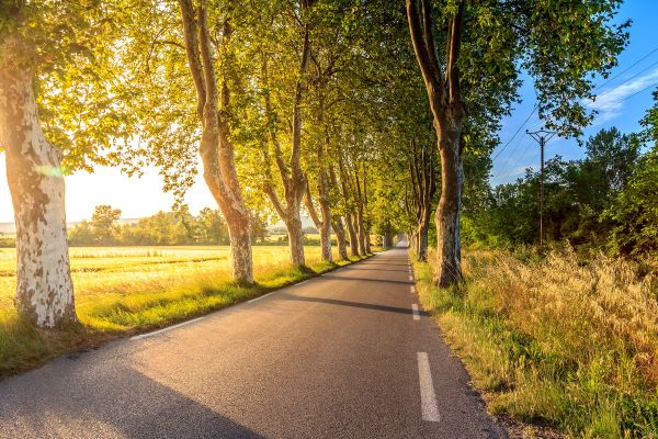 A road surrounded by trees