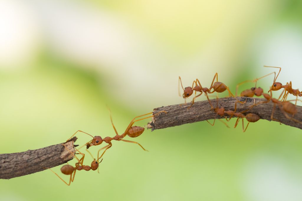 ants on the branch