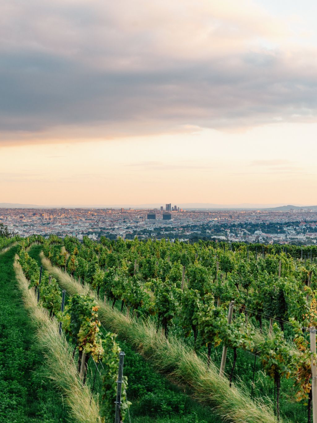 Viennese vineyards (c) WienTourismus, Julius Hirtzberger