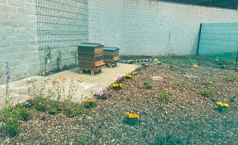 Beehives installed in newly planted wildflower garden on ACC Liverpool campus