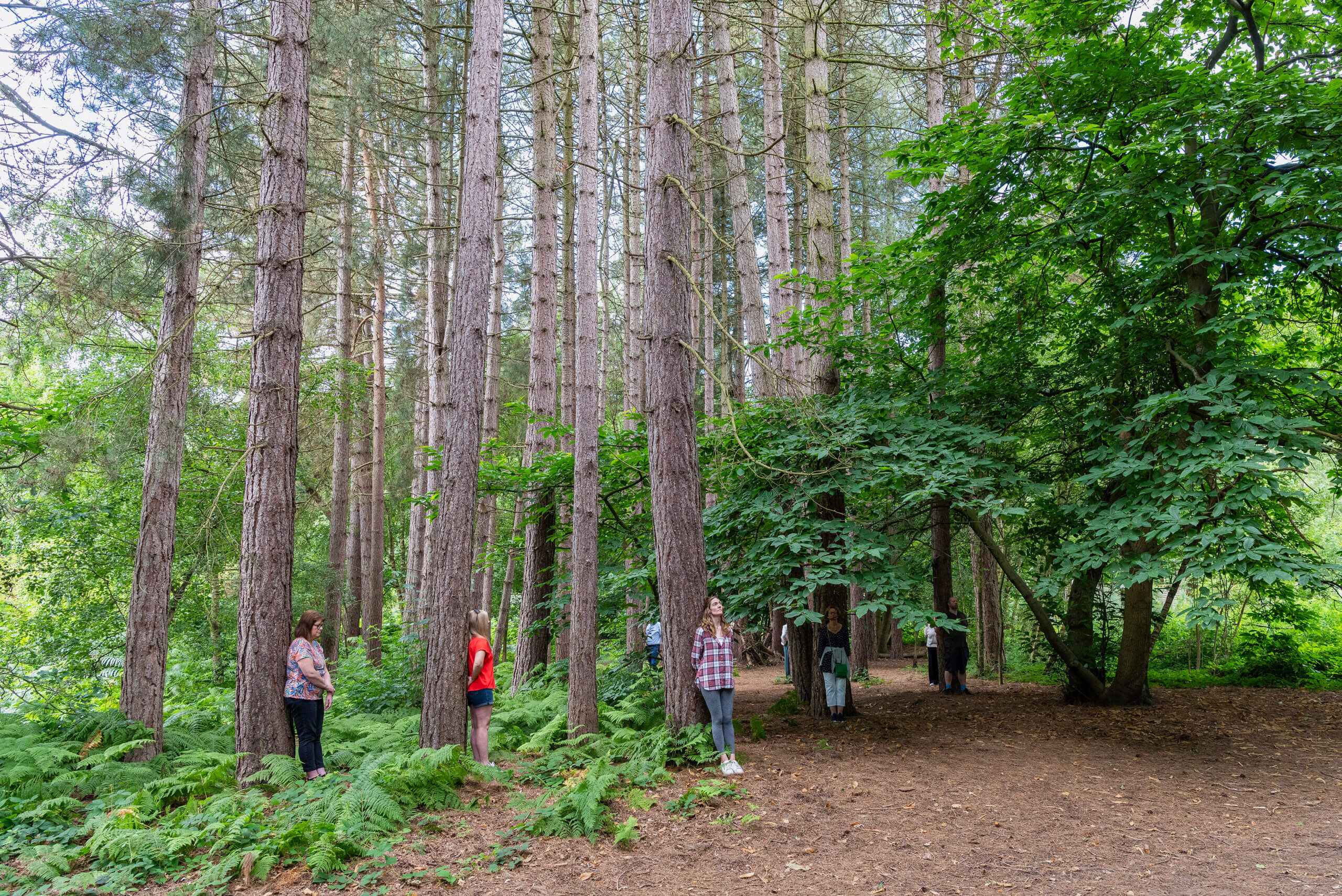 Forest Bathing - Forest Fest