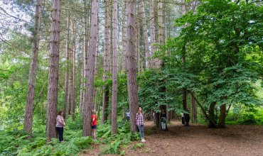 Forest Bathing - Forest Fest